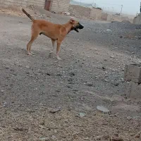 پلنگ|سگ|قائن, |دیوار