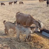 بز با بی داشتی