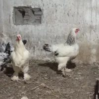 فروش مرغ گلین وا برهما