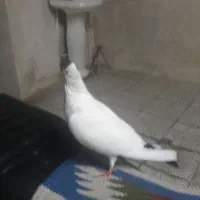 نر پلاس