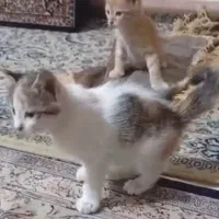 واگذاری دو توله و مادر سالم باهوش و آروم