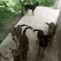 سگ نگهبان