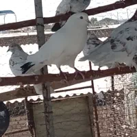 همگی نر حق