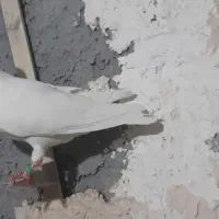 دوعددنرسوراخ