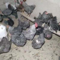 مرغ تخم گذاردرجه یک