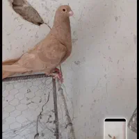 ماده زرد  وسینه قهوه ای