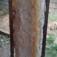 عسل صدر صد طبیعی