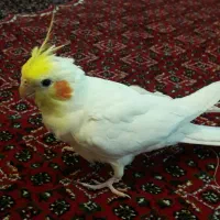 عروس هلندی نر
