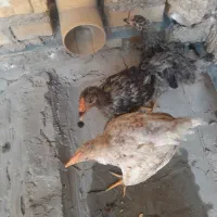 عشایر