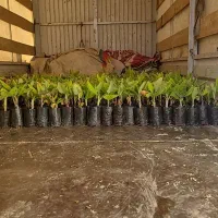 فروش نهال های گرمسیری