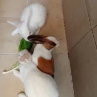 خرگوش