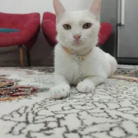 ترکیش وان