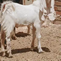 کهره نر گلابی  سن 6ماهه موقعیت جیرفت