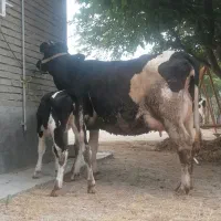 گاو گوساله دار هلشتاین شیری