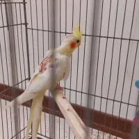 عروس هلندی۲ماهه