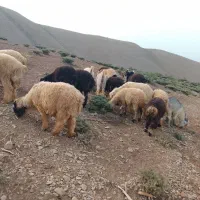 ۵تا بزغاله و۱۲