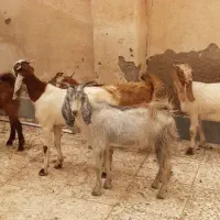 ۸ راس بز  بره