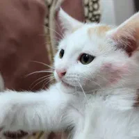 واگذاری بچه گربه