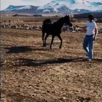 اسب مادیان