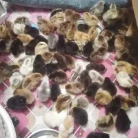 90 عدد جوجه ی مرغ 5روز محلی و گلپایگان