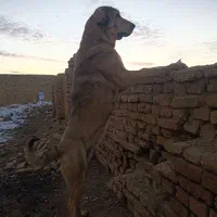 ماده پژدر