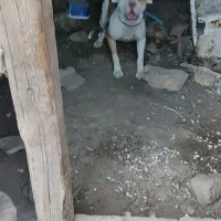 سگ پیتبول نژاد دار