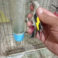 جوجه سهره