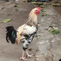 دو عدد خروس جوان