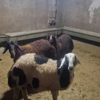 گوسفند زنده