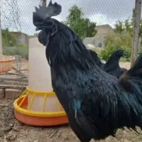 جوجه آیام سمانی