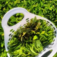 چای اصل بهاره ۱۴۰۵