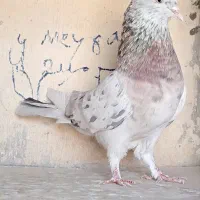 کبوترجفت خوب