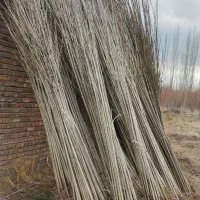 چوب طلاست با نهال سریع الرشد