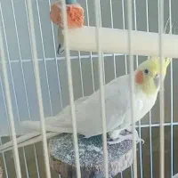 عروس هلندی جفت آلبینوولوتینوسخنگو