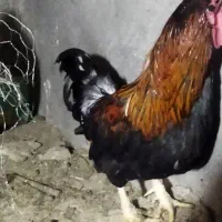 خروس گلین چهل تاج