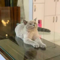 گربه اسکاتیش فروش فوری