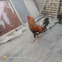 یک عدد خروس با دوتا مرغ تخم گذار در هویزه