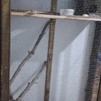 قفس