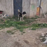 سگ قهدیرجانی سگ گله