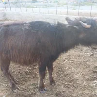 گوساله گاومیش