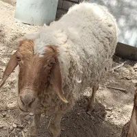 میش|حیوانات مزرعه|ایرانشهر, |دیوار