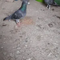 کبوتر مسافتی