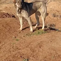 سگ ماده|سگ|نقده, |دیوار
