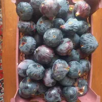 انجیر تازه