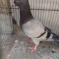 کبوتر مغلف و پشدار زرد ماده