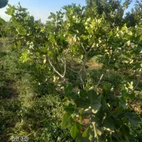 فروش یک قطعه باغ