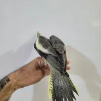 جوجه عروس هلندی نر