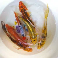 ماهی کوی و گلدفیش