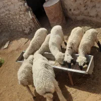 بره نر|حیوانات مزرعه|تیمور آباد, |دیوار