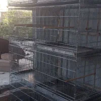 قفس  جوجه پرون